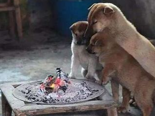 各位知道梦见狗在烤火时，现实运势如何吗？ 动物,狗,梦见狗在烤火