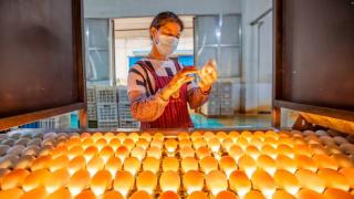 鸭蛋产业促乡村振兴