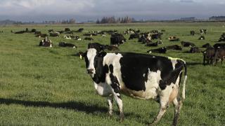 新西兰公布农场温室气体排放征税计划：动物打嗝放批要付费