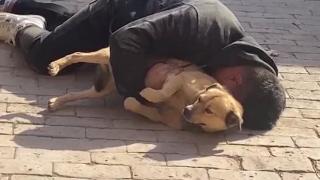 男子喝醉酒后抱着狗狗躺地板上睡觉，狗狗全程夹着尾巴
