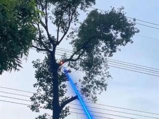 激光炮修剪树枝引热议