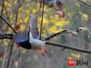 南京紫金山上蜡梅绽放，吸引红嘴蓝鹊前来“闹春”