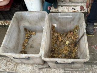 中华蟾蜍养殖场被查获，一天能卖几百斤