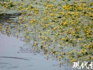 花在水上漂，云在水中游，南京水上“莫奈花园”不容错过