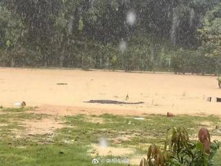 受强降雨影响，4条鳄鱼逃至场外