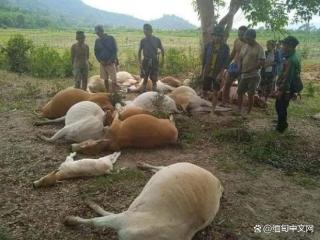 缅甸暴雨雷击频发，民众伤亡牲畜损失惨重