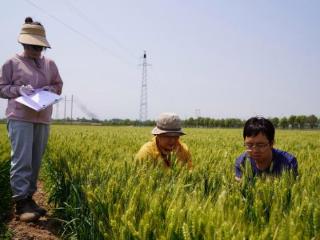 临潼区农技推广服务中心开展小麦抽样测产