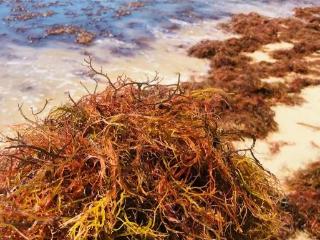 凉拌菜的石花菜是一种红藻，长得像珊瑚，也叫龙须菜，无需焯水