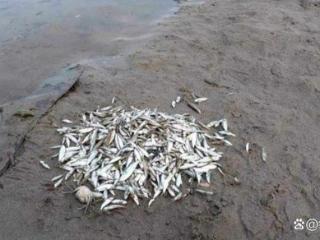缅甸多地气温超43℃，河里大量鱼被热死，村民纷纷拿着背箩去捡