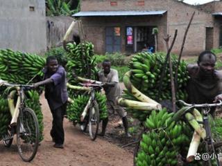 全球5亿人拿香蕉当主食！为什么中国是例外？将来说不定真可以