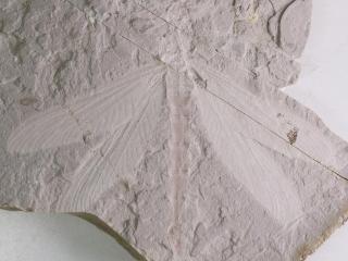 内蒙古宁城县发现优美蜓科化石距今约1.65亿年