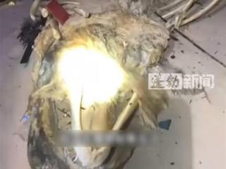 文昌海边发现“骨架两米”的不明生物尸体