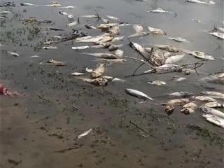 大连刘大水库大量鱼死亡，当地相关部门介入调查
