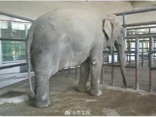 重庆动物园公象“希希”抵达长春市动植物公园