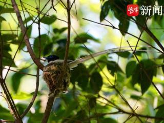 林中一枝花绶带鸟现身南京，两根长尾惊艳吸引鸟友观赏