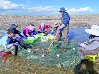 青海湖裸鲤救护中心队员河道进行湟鱼人工授精