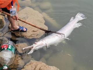 重庆铜梁玄天湖发现1.4米长鳄雀鳝