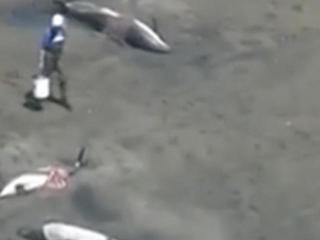 至少10头死亡！美国一海滩超120头海豚集体搁浅