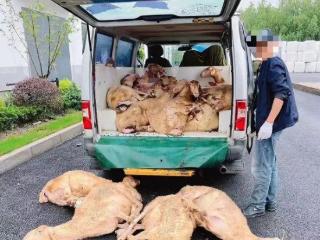 小客车内藏22头活羊上海宝山警方查处