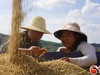 静宁县供销社组织大型收割机助力小麦收割
