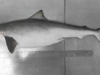已列入“易危”物种！巴西尖吻鲨体内检出可卡因