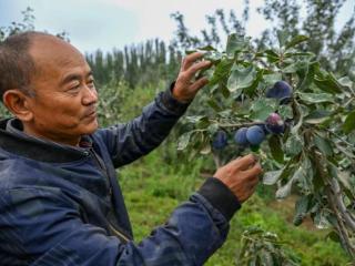 新疆昆玉：种植西梅促增收