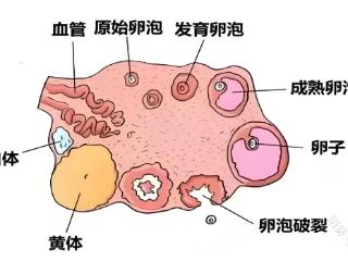 到底是谁！！偷走了我的AMH？