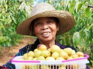 衡山县永和乡冬枣种植基地喜获丰收