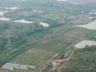 衡阳岘山镇星阳村太秋甜柿种植基地喜获丰收