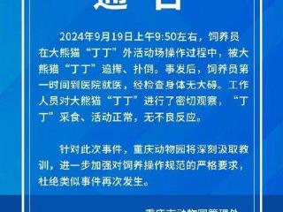 重庆动物园回应饲养员被大熊猫“丁丁”扑倒事件