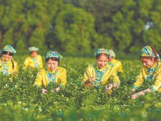 仓山区大力扶持茉莉花茶发展