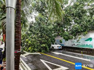 台风致三亚部分地区发生树木倒伏消防紧急处置