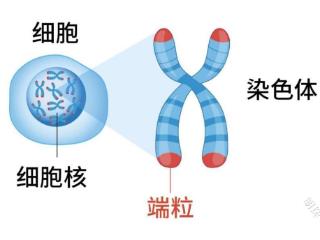 盼生派前沿高新抗衰抗氧配方，重塑端粒、线粒体活力