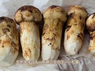 探秘松茸：为何食客为之疯狂