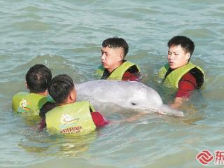 中华白海豚搁浅南安海滩福建省启动救助