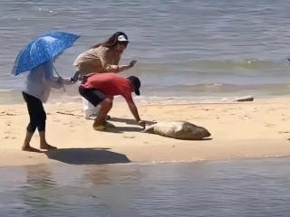 斑海豹出现在广西北海海城区附近的沙滩，引发了广泛关注