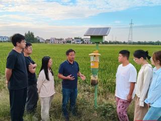 圆湖农业专业合作社开展水稻“四高”示范基地建设