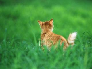 经常接触猫咪，这3种大病迟早会找你麻烦！可惜知者甚少