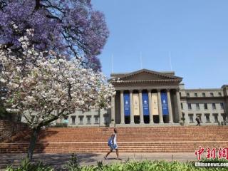 南非金山大学校内蓝花楹渐开