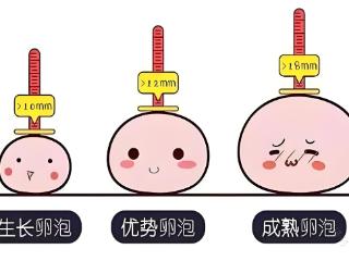 卵泡长不大要如何调理呢?教你科学调理卵泡！