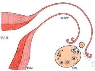 卵泡没发育成熟就排卵，能怀孕吗?