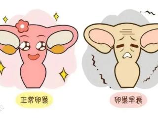 生育“种子储备”告急？这到底是怎么回事？