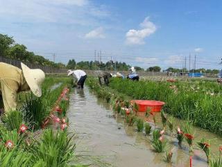 科学家揭示水稻等植物的免疫激活新机制