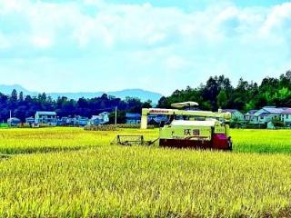 湖北省恩施州鹤峰县葛稻共生基地迎来秋收