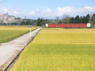 四川盐源：稻浪翻滚待丰收 “天府粮仓”建设行稳致远