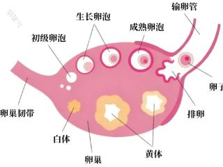 我是黄体，我破裂了！听听黄体的内心独白