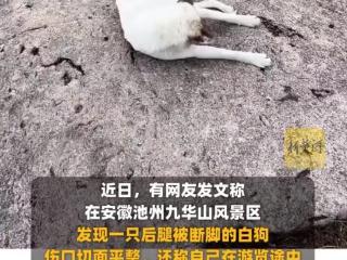 九华山风景区断脚白狗被找到？工作人员：正在调查