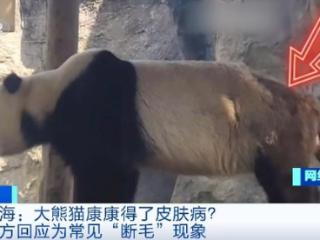 上海野生动物园大熊猫臀部及后肢外侧有脱毛现象