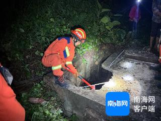 五指山一小黄牛失足掉入蓄水池消防接警成功救出