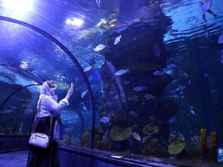 伊朗的恩泽利水族馆